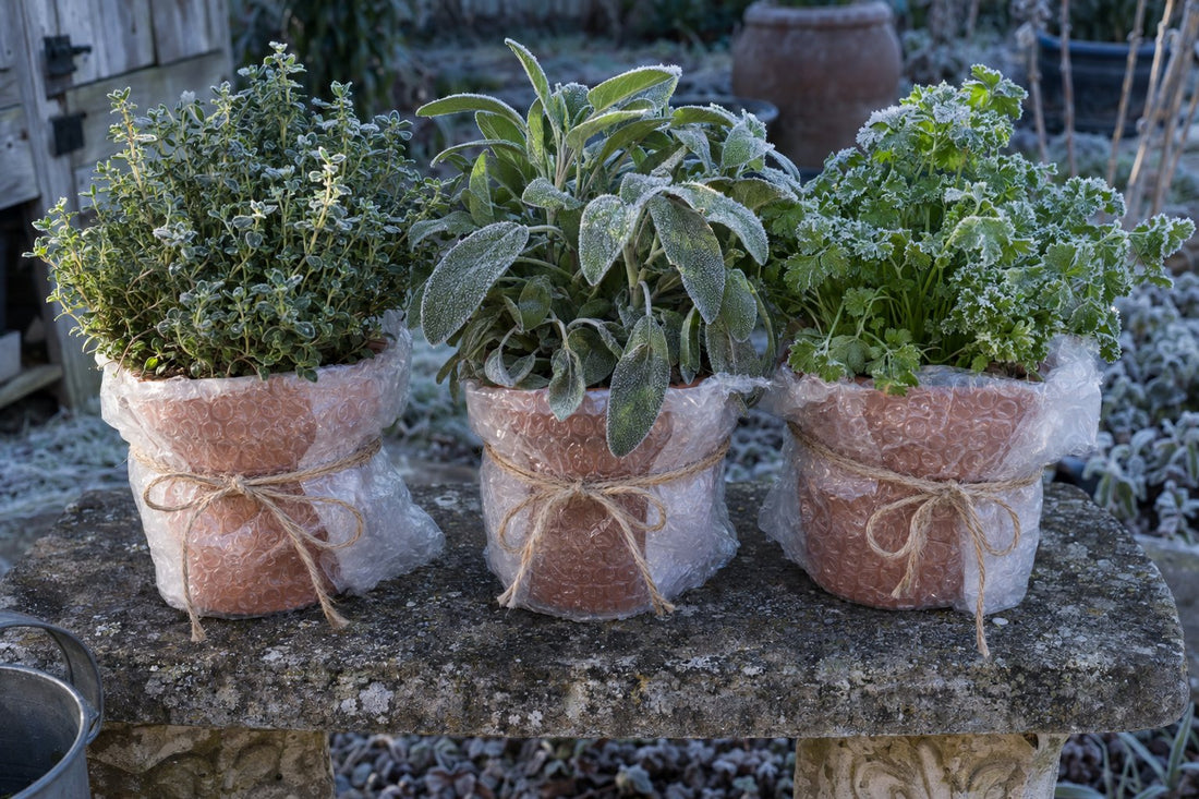 Planten beschermen tegen vorst met noppenfolie of afdekfolie