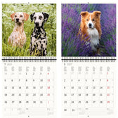 Kalender 2026 30x30cm honden - afbeelding 7