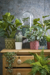 Kunstplant Mica Pilea in pot 35x25cm - afbeelding 3